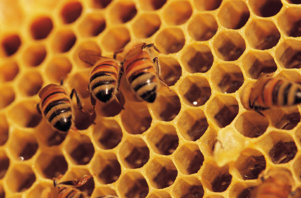 Pilt mesilastest